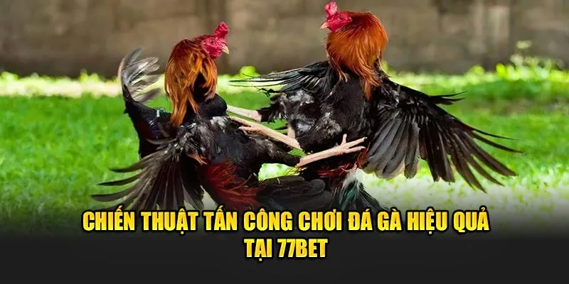 Chiến thuật tấn công chơi đá gà hiệu quả tại 77bet